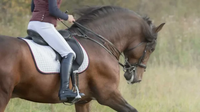 Clases de equitación Valencia